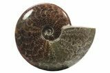 Polished Fossil Ammonite (Cleoniceras) - Madagascar #234622-1